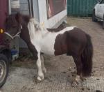 7hh Shetland Ride & Drive Gelding