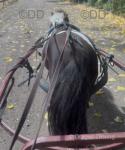 7hh Shetland Ride & Drive Gelding