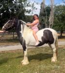 Storm, Gelding 