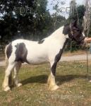 Storm, Gelding 