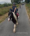 Storm, Gelding 