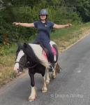 Storm, Gelding 