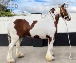 Tommy, 14hh Ride & Drive Gelding