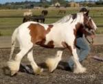 Tommy, 14hh Ride & Drive Gelding