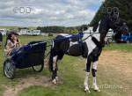 Storm, 16hh Driving Stallion