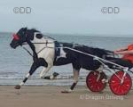 Storm, 16hh Driving Stallion