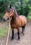 Bambi, 15.2hh Welsh Section D Riding Mare