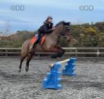 Bambi, 15.2hh Welsh Section D Riding Mare