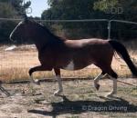 15.3hh Hackney Mare