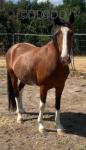 15.3hh Hackney Mare