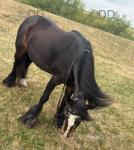 Sally, 11.2hh Ride and Drive Mare