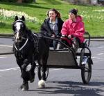 Sally, 11.2hh Ride and Drive Mare
