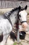 12.1hh Mare