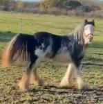 12.1hh Mare