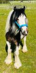 Ollie, Gelding 