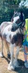 Ollie, Gelding 