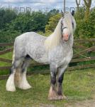 13.1hh Stallion