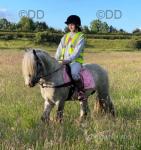 13.1hh Stallion