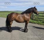 14.2hh Riding Mare