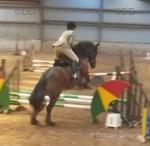 14.2hh Riding Mare