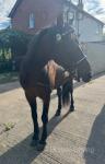 Buddy, 14.2hh Standardbred Ride and Drive Gelding 