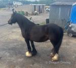 11hh Mare Possibly in Foal