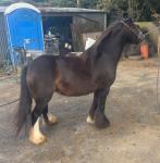 11hh Mare Possibly in Foal
