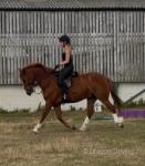 Goose, 15.1hh ISH Riding Gelding 