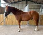 Goose, 15.1hh ISH Riding Gelding 