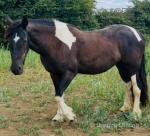 Filly