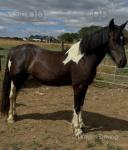 Filly