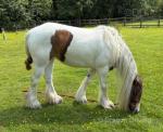 13.2hh Ride and Drive Mare