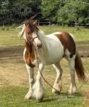 13.2hh Ride and Drive Mare