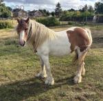 13.2hh Ride and Drive Mare