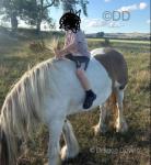 13.2hh Ride and Drive Mare