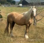 13hh Driving Mare