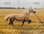 13hh Driving Mare