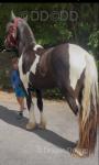 Gelding 