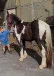 Gelding 