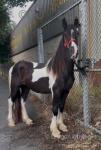 Gelding 