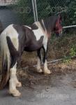 Gelding 