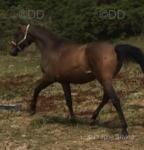 Filly