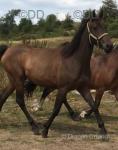 Filly