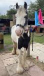 Fury, Colt 
