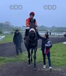 Amenon, 16.2hh Thoroughbred Riding Gelding