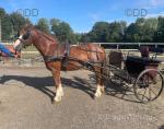 13.2hh Welsh Section C Driving Stallion
