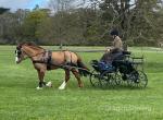 13.2hh Welsh Section C Driving Stallion
