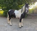 Bob, 12.1hh Ride & Drive Gelding