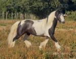 Bob, 12.1hh Ride & Drive Gelding