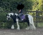 Bob, 12.1hh Ride & Drive Gelding